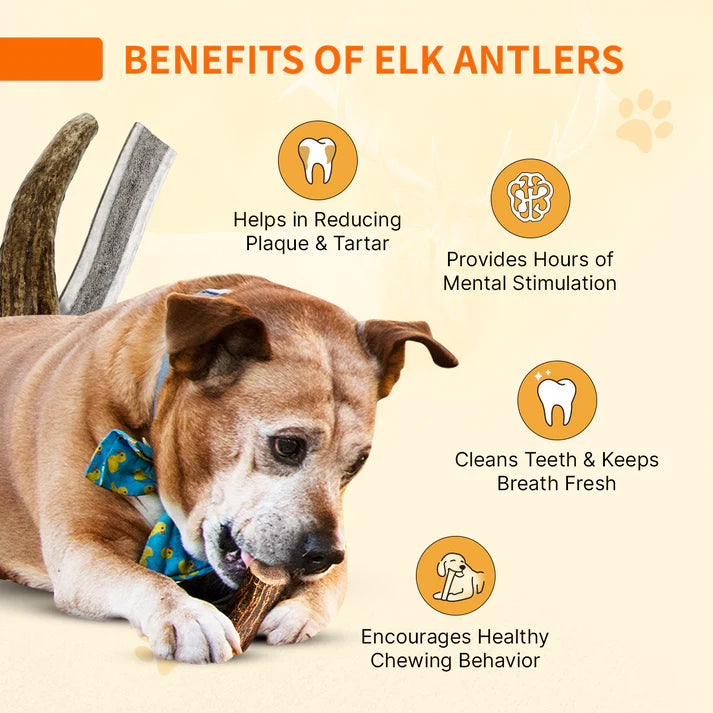 Tibetan Whole Antlers - (J)