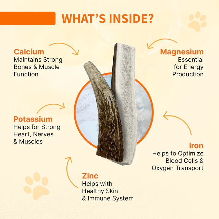 Tibetan Whole Antlers (S)