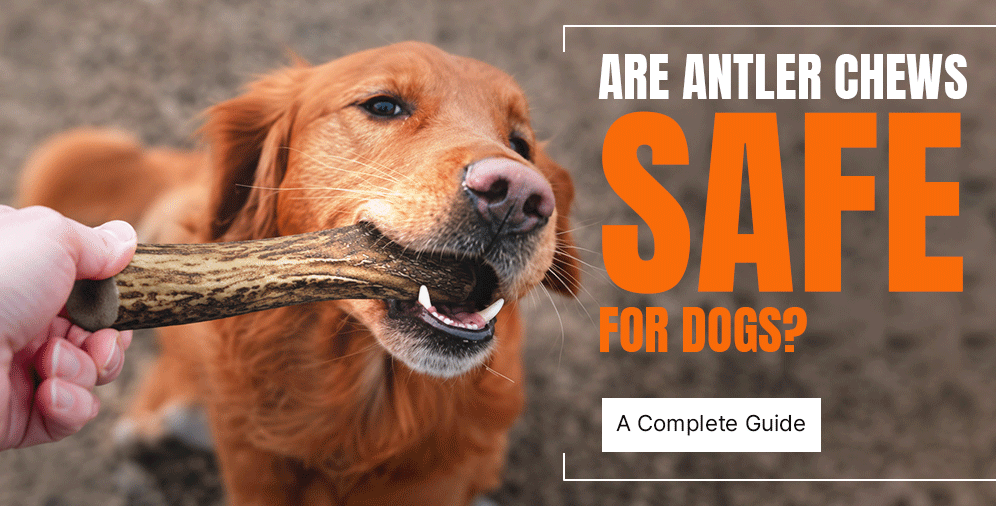 Are Antler Chews Safe for Dogs? A Complete Guide