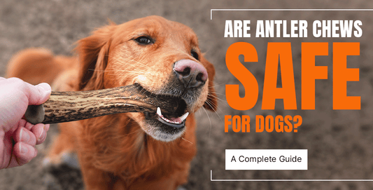 Are Antler Chews Safe for Dogs? A Complete Guide