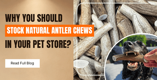 Why You Should Stock Natural Antler Chews in Your Pet Store?