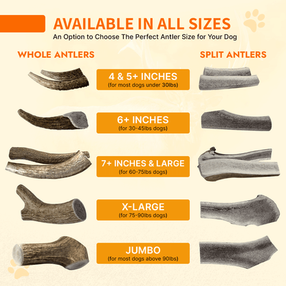 Elk Antler ISO Pack