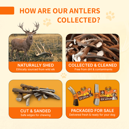 Elk Antler ISO Pack