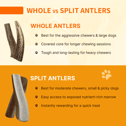 Elk Antler ISO Pack