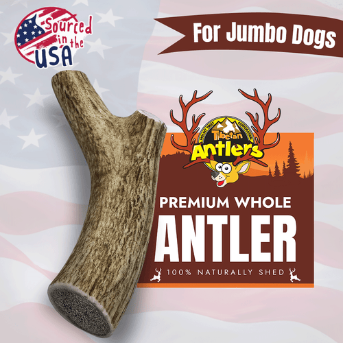 Wholesale Jumbo Elk Antler Chew – Whole, Giant Breed Dogs 70–100 lbs