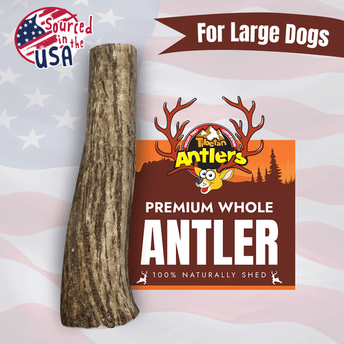 Wholesale Whole Elk Antler Chews for Dogs – Large (L)