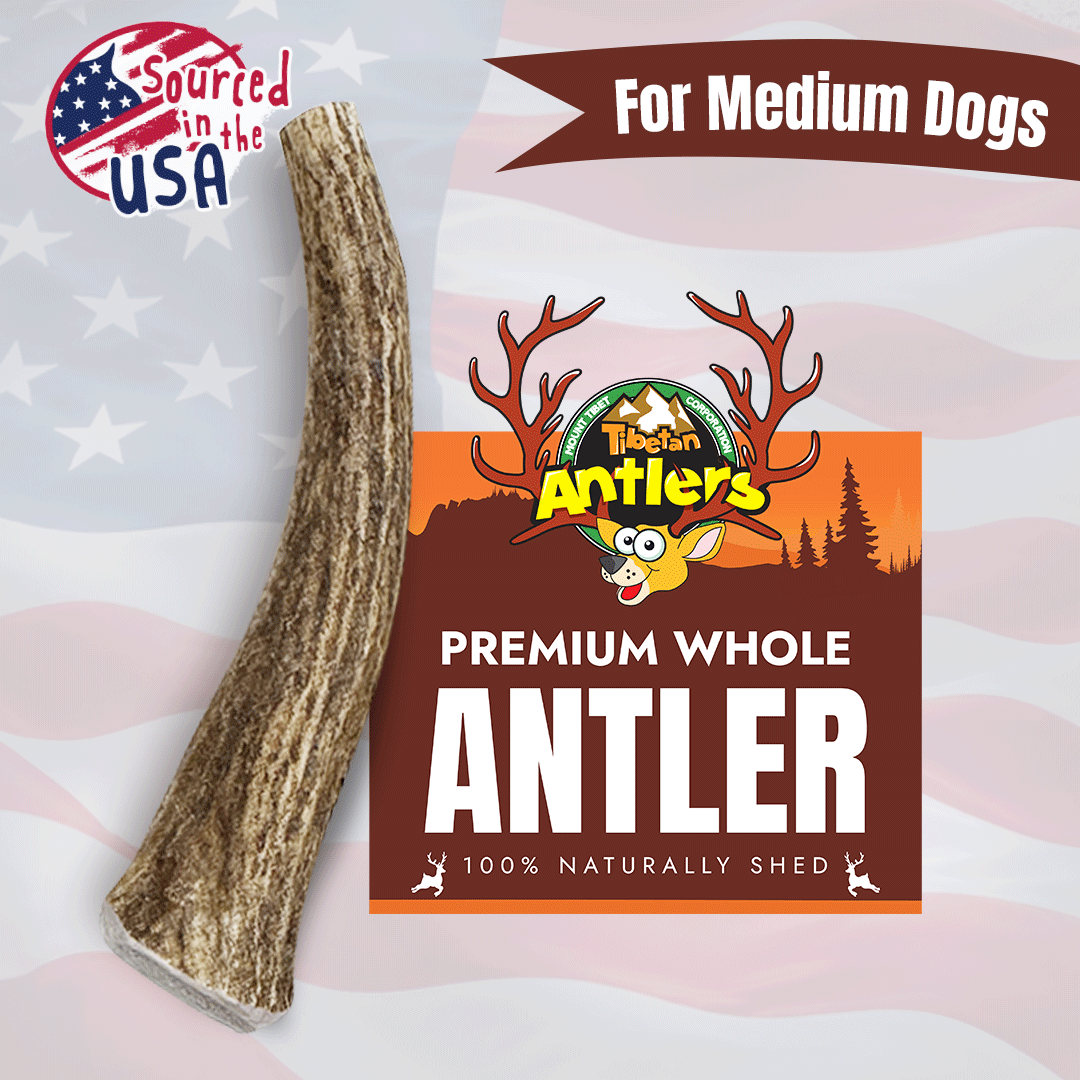Tibetan Whole Antlers (M)