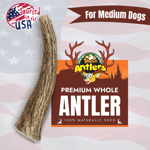 Wholesale Whole Elk Antler Chews for Dogs – Medium (M)