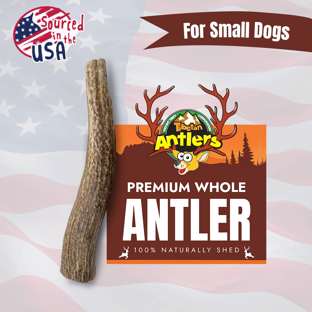 Tibetan Whole Antlers (S)