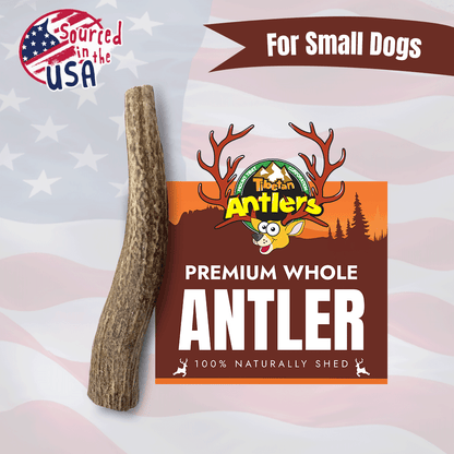 Tibetan Whole Antlers (S)