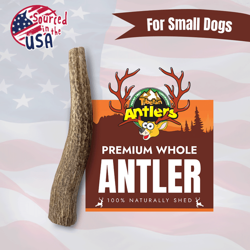 Wholesale Whole Elk Antler Chews for Dogs – Small (S)